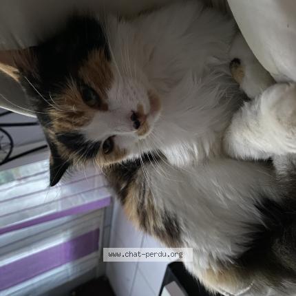 Photo de chat perdu à Talairan