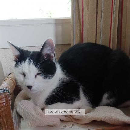 Photo 1/1 Chat retrouvé Perdu à Tours