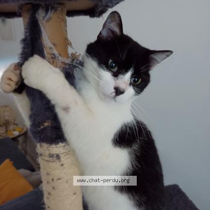 Photo de chat perdu à Niort