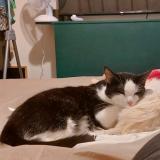 Photo de chat perdu à Geneve