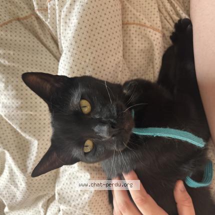 Photo 1/1 Chat retrouvé Perdu à Angers