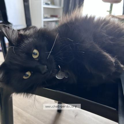 Photo 1/1 Chat retrouvé Perdu à Marseille
