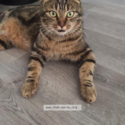 Photo 1/1 Chat retrouvé Trouvé à Lons Le Saunier