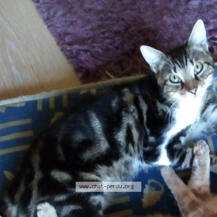 Photo 1/1 Chat retrouvé Perdu à Valenciennes