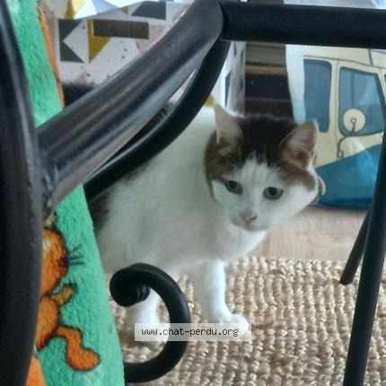 Photo de chat perdu à Brest