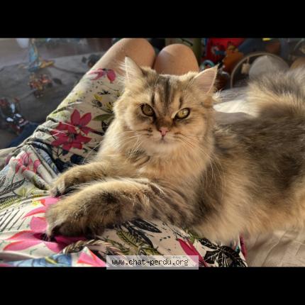 Photo de chat perdu à Solomiac