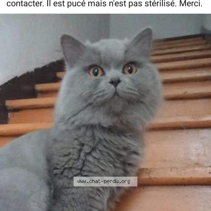 Photo de chat perdu à Pont De Cheruy