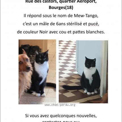Photo 1/1 Chat retrouvé Perdu à Bourges