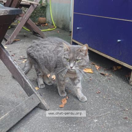 Photo de chat trouvé à Nantes