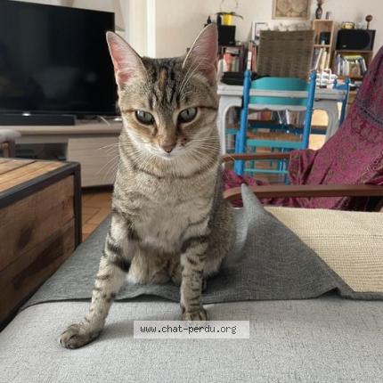 Photo de chat perdu à Merignac