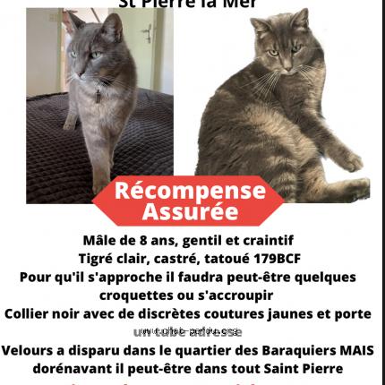 Photo de chat perdu à St Pierre La Mer