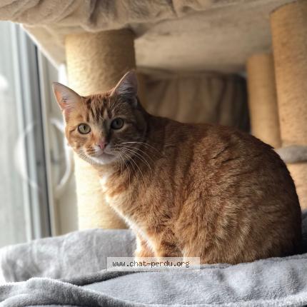 Photo de chat perdu à Biscarrosse