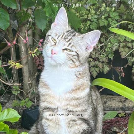 Photo 1/1 Chat retrouvé Perdu à Brest