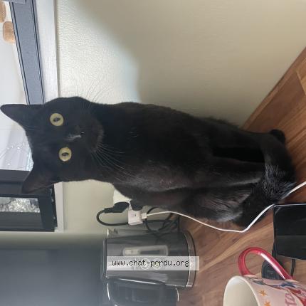 Photo 1/1 Chat retrouvé Perdu à Colomiers