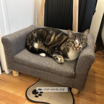 Photo 1/1 Chat retrouvé Perdu à Paris