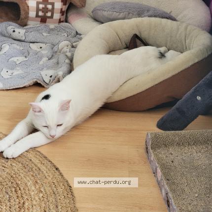Photo de chat perdu à Colombes