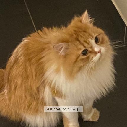 Photo de chat perdu à Metz