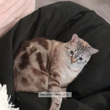 Photo 1/1 Swan Chat perdu à Beurey sur saulx