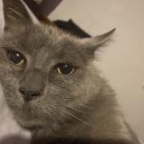 Photo de chat perdu à Change