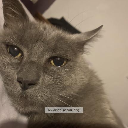 Photo 1/2 Chat retrouvé Perdu à Change