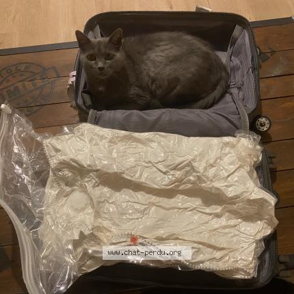 Photo 2/2 Chat retrouvé Perdu à Change