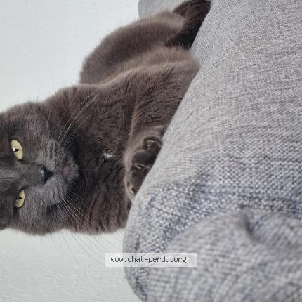 Photo de chat perdu à Belz