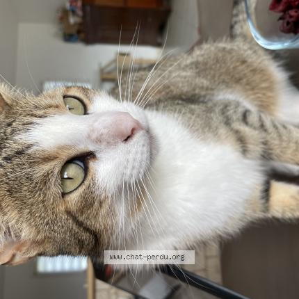Photo de chat perdu à Sainte Marie
