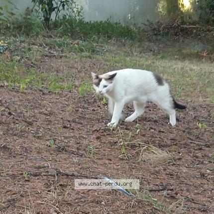 Photo de chat perdu à Le Cres