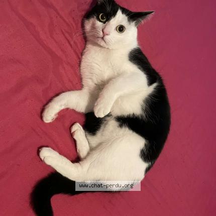 Photo de chat perdu à Lisieux