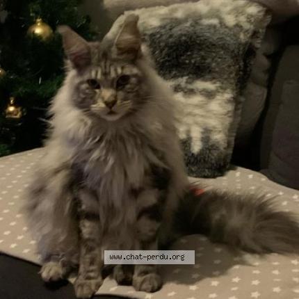 Photo de chat perdu à Chambray Les Tours