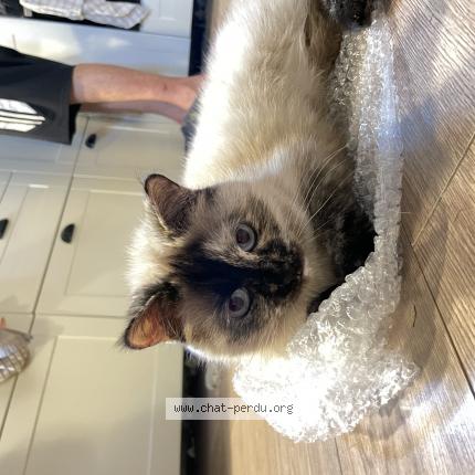 Photo de chat perdu à Chantilly