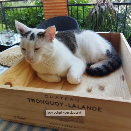 Photo de chat perdu à Beausoleil