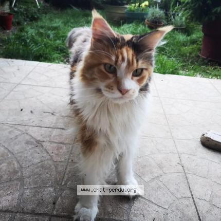 Photo de chat perdu à Morsang Sur Orge