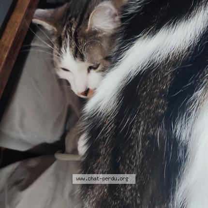 Photo de chat perdu à Paris