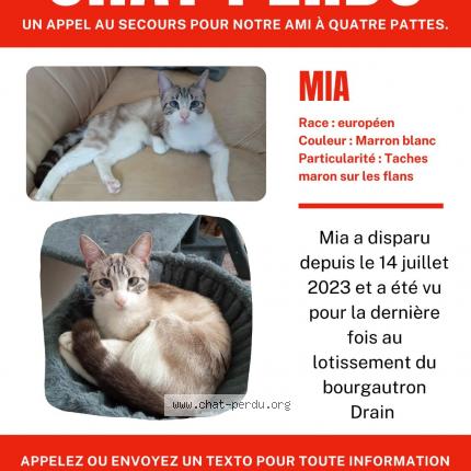 Photo 1/1 Chat retrouvé Perdu à Drain
