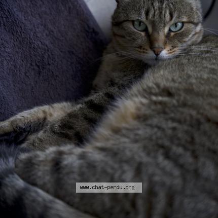 Photo de chat perdu à Nantes