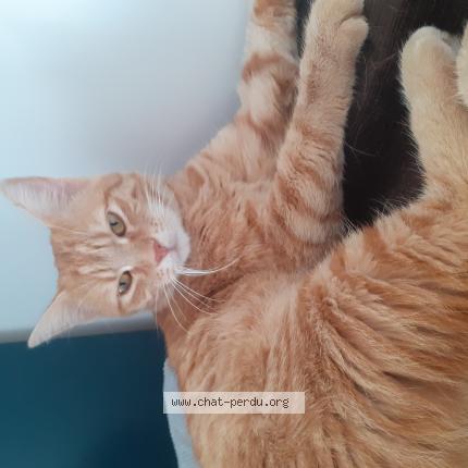 Photo 1/1 Chat retrouvé Perdu à Alfortville