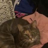 Photo de chat perdu à Mathod