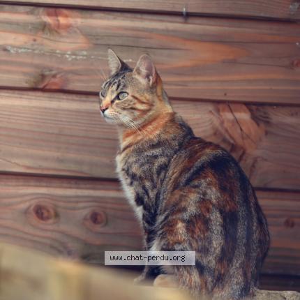Photo de chat perdu à St Mard