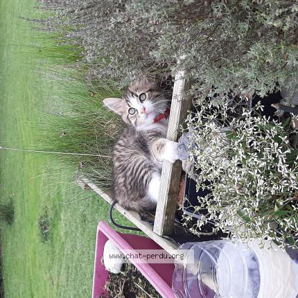 Photo 1/1 Chat retrouvé Perdu à Sauveterre De Bearn