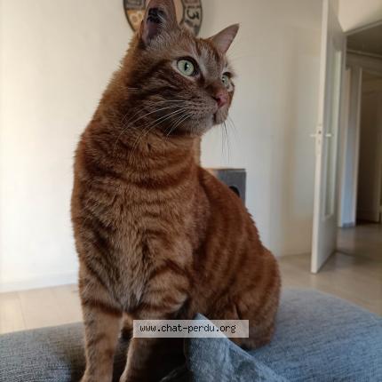 Photo 1/1 Chat retrouvé Perdu à Nimes