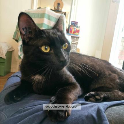 Photo de chat perdu à Paris