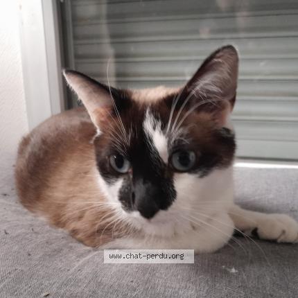Photo de chat perdu à Livry Gargan