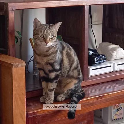 Photo de chat perdu à Bailleau L Eveque