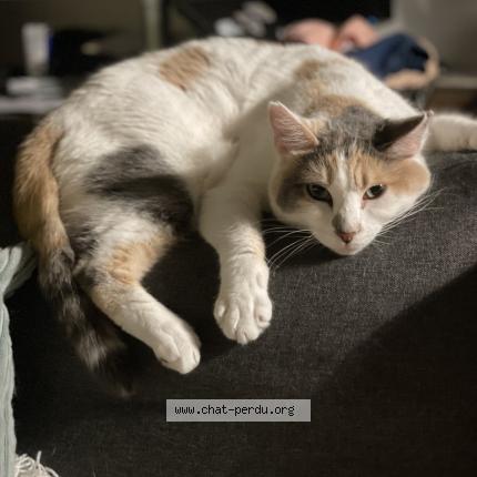Photo 1/1 Chat retrouvé Perdu à Bellerive Sur Allier
