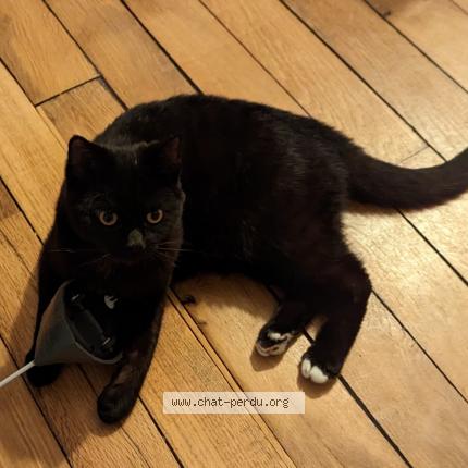 Photo 1/1 Chat retrouvé Perdu à Paris