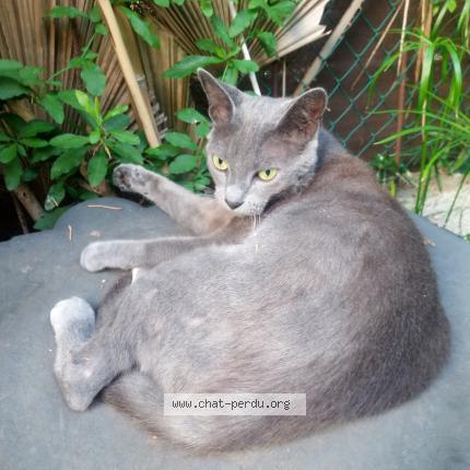 Photo de chat trouvé à Montpellier