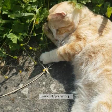 Photo 1/1 Chat retrouvé Perdu à St Nazaire