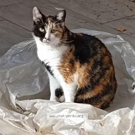 Photo 1/1 Chat retrouvé Perdu à Grasse