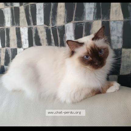 Photo 1/1 Chat retrouvé Perdu à Jumet